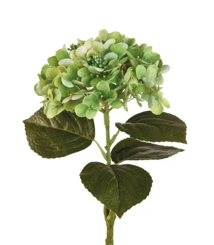 Hortensia, green